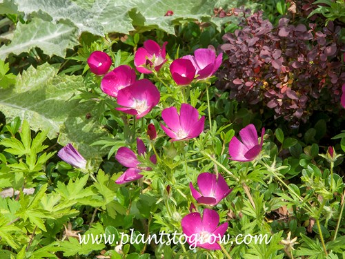 Purple Poppy Mallow (Callirhoe involucrata)
(July 14)